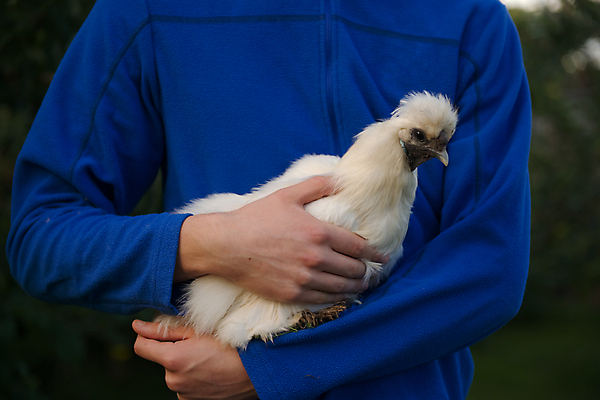 포토 JPG 해외이미지 동물 라이프스타일 여자 자연 조류 관리 사람 사람없음 야외 장식 파란색 반려동물 농장 정원 치킨 황혼 흰색 잡기 저녁 작음 실크 깃털 부리 솜털 적재 내추럴 돌봄 암탉 해외포토 컬러 농업 모션 생활 일몰 직물 닭 야간 크기 암컷 생태계 닭고기요리 파일형식 이미지허브