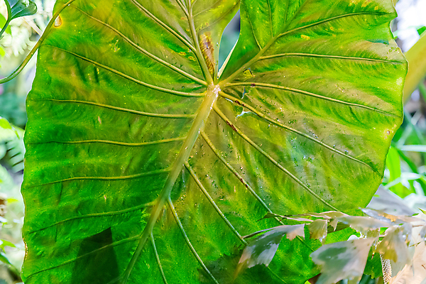 포토 JPG 해외이미지 나무 식물 줄기 백그라운드 낙엽 잎 자연 표면 사람없음 초록색 뷰티 환경 정원 활발 성장 신선 얼룩 닫기 숲 큼 관목 척추 질감 윤곽 내추럴 대칭 온실 그리너리 규칙적 해외포토 컬러 컨셉 모션 뼈 크기 생태계 파일형식 트랜드컬러 이미지허브