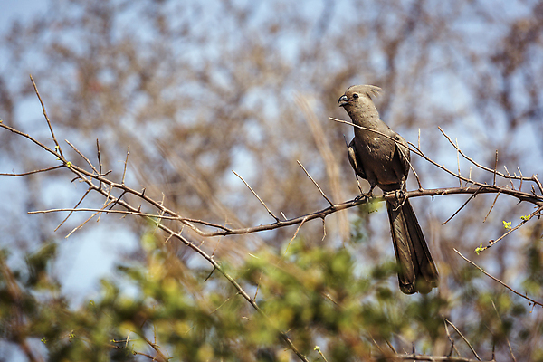 포토 JPG 해외이미지 동물 야생동물 아프리카 자연 조류 국립공원 사람없음 가로 관광지 보호 사파리 갈기 남아프리카 보츠와나 보호구역 해외포토 공원 나라 여행 컨셉 생태계 구역 파일형식 이미지허브