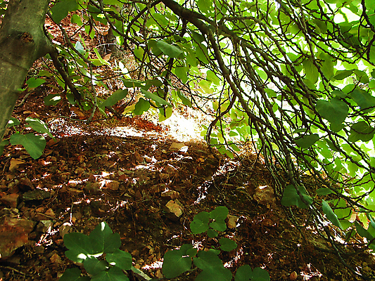 포토 JPG 해외이미지 나무 식물 야생동물 여행 자연 산 국립공원 사람없음 야외 빛 환경 계곡 성장 신선 시간 남아메리카 보호 소프트포커스 숲 큼 열대우림 눈금 지역 블러 삼림지대 옛날 웅장함 해외포토 동물 공원 컨셉 촬영기법 아메리카 크기 생태계 파일형식 이미지허브