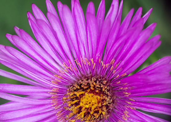 포토 JPG 해외이미지 식물 계절 꽃잎 꽃 분홍색 백그라운드 꽃무늬 자연 사람없음 장식 가로 초록색 여름 파란색 컬러풀 뷰티 정원 보라색 활발 성장 벚꽃 가을 개화 자주색 제비꽃 묘사 원예 데이지 화단 꽃가루 내추럴 영원 해외포토 컬러 컨셉 무늬 취미 가루 생태계 파일형식 이미지허브