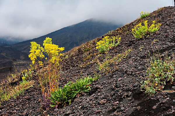 포토 JPG 해외이미지 구름 공원 꽃 유럽 백그라운드 자연 하늘 산 파노라마 풍경 사람없음 검은색 이탈리아 하이킹 흐름 바위 정상 폭발 지중해 언덕 화산 장면 분화구 용암 내추럴 재 전국 절정 지질학 해외포토 자연요소 식물 공공시설 교육 나라 바다 컬러 컨셉 레저 촬영기법 돌_바위 생태계 파일형식 이미지허브