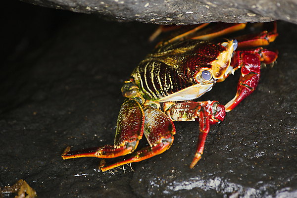 포토 JPG 해외이미지 바다 섬 자연 갑각류 사람없음 빨간색 물 파란색 노란색 게 남아메리카 라틴아메리카 브라질 대서양 내추럴 해외포토 자연요소 동물 컬러 아메리카 생태계 파일형식 이미지허브