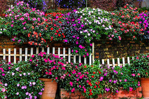 포토 JPG 해외이미지 식물 계절 꽃잎 꽃 분홍색 백그라운드 잎 꽃무늬 자연 새로움 사람없음 야외 장식 빨간색 초록색 여름 컬러풀 뷰티 정원 보라색 봄 활발 들꽃 성장 벚꽃 개화 냄비 원예 내추럴 영원 해외포토 컬러 컨셉 무늬 취미 솥 생태계 파일형식 이미지허브