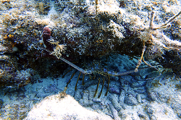 포토 JPG 해외이미지 동물 야생동물 바다 여행 자연 열쇠 휴가 바닥 사람없음 물 파란색 컬러풀 여행객 바닷속 수중 스노클링 산호 큼 바닷가재 다이빙 근육질 암초 수족관 리빙 대서양 바하마 플로리다 해외포토 자연요소 컬러 근육 사람 수영 미국 수상스포츠 자포동물 크기 가재 몸매 생태계 수중스포츠 파일형식 이미지허브
