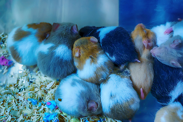 포토 JPG 해외이미지 동물 1 야생동물 백그라운드 포유류 사람없음 반려동물 갈색 사막 흰색 쥐 설치류 작음 꼬리 카자흐스탄 해외포토 아시아 컬러 크기 파일형식 이미지허브