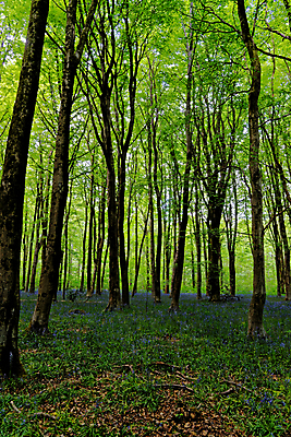 포토 JPG 해외이미지 나무 식물 계절 꽃 길 야생동물 여행 백그라운드 잎 자연 영국 잉글랜드 풍경 사람없음 야외 목재 파란색 빛 환경 보라색 봄 성장 시골 황무지 숲 내추럴 블루벨 삼림지대 해외포토 동물 유럽 컬러 재료 생태계 파일형식 이미지허브