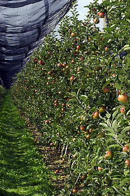 포토 JPG 해외이미지 식물 음식 농업 과일 날씨 사람없음 경제 농작물 농장 보호 위험 과수원 위협 원예 예방 폭풍 지구온난화 보험 기후변화 밭일 해외포토 산업 컨셉 취미 변화 파일형식 이미지허브