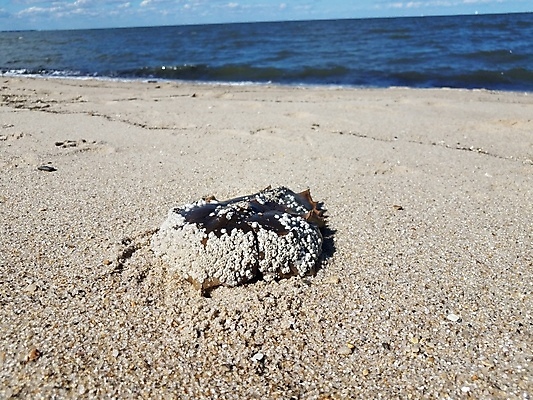 포토 JPG 해외이미지 동물 야생동물 모래 바다 자연 사람없음 야외 물 모래사장 게 껍질 조약돌 죽음 편자 해외포토 자연요소 갑각류 돌_바위 생태계 말발굽 파일형식 이미지허브