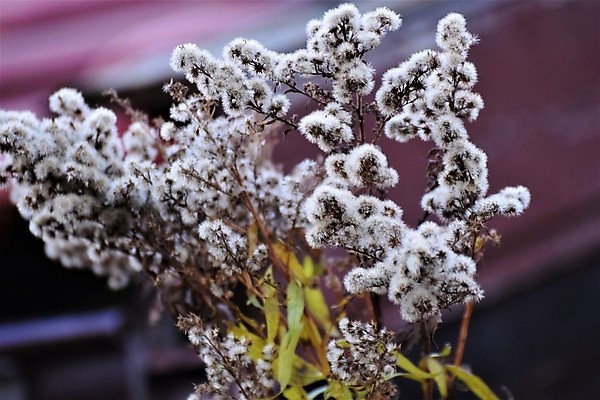 포토 JPG 해외이미지 식물 공원 꽃 자연 사람없음 야외 파란색 정원 회색 닫기 소프트포커스 관목 시들음 해외포토 나무 공공시설 컬러 모션 촬영기법 생태계 파일형식 이미지허브