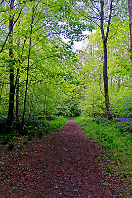 포토 JPG 해외이미지 나무 식물 계절 꽃 길 야생동물 여행 백그라운드 잎 자연 영국 잉글랜드 풍경 사람없음 야외 목재 파란색 빛 환경 보라색 봄 성장 시골 황무지 숲 내추럴 블루벨 삼림지대 해외포토 동물 유럽 컬러 재료 생태계 파일형식 이미지허브