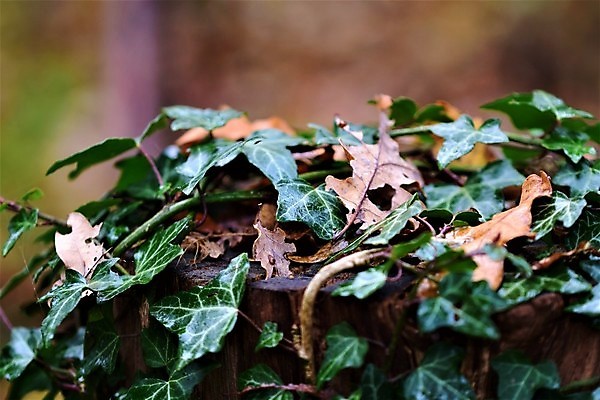 포토 JPG 해외이미지 식물 백그라운드 잎 자연 사람없음 야외 초록색 햇빛 갈색 닫기 봉 아이비 해외포토 컬러 모션 태양 생태계 파일형식 이미지허브