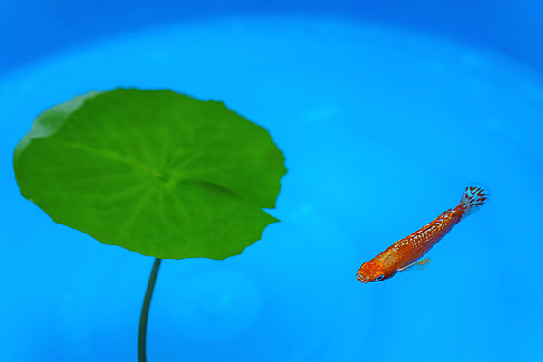 포토 JPG 해외이미지 동물 바다 백그라운드 오렌지 자연 어류 사람없음 물 파란색 반려동물 컬러풀 뷰티 수중 수영 희망 연못 신선 우아함 캐비닛 꼬리 지느러미 수족관 젤리 산소 내추럴 해외포토 자연요소 감정 컬러 컨셉 과일 디저트 수중동물 수상스포츠 원소 사물함 생태계 파일형식 이미지허브