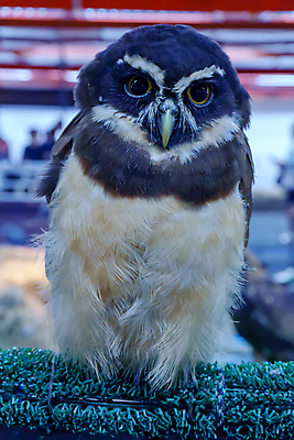 포토 JPG 해외이미지 동물 응시 야생동물 자연 조류 사람없음 반려동물 흰색 관찰 야간 먹이 깃털 부리 통나무 부엉이 노려봄 외양간 인공 인기 테마 해외포토 자연요소 나무 시선 컬러 모션 표정 생태계 파일형식 이미지허브