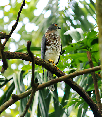 포토 JPG 해외이미지 나무 동물 야생동물 자연 조류 앉기 사람없음 야외 초록색 뷰티 갈색 환경 회색 나뭇가지 숲 먹이 깃털 부리 슛 육식동물 사냥꾼 서식지 경보 공격적 포식 해외포토 식물 직업 컬러 컨셉 모션 생태계 파일형식 이미지허브