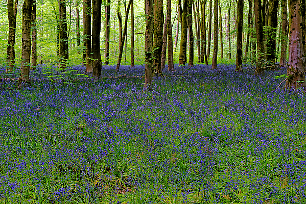 포토 JPG 해외이미지 나무 식물 계절 꽃 길 야생동물 여행 백그라운드 잎 자연 영국 잉글랜드 풍경 사람없음 야외 목재 파란색 빛 환경 보라색 봄 성장 시골 황무지 숲 내추럴 블루벨 삼림지대 해외포토 동물 유럽 컬러 재료 생태계 파일형식 이미지허브