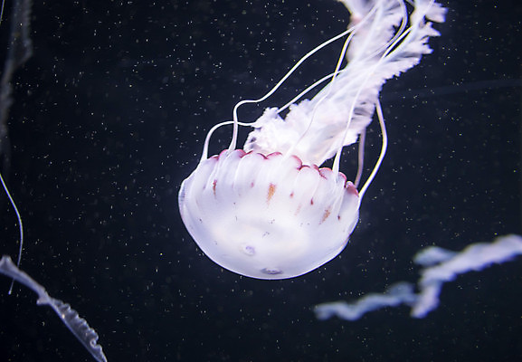포토 JPG 해외이미지 한마리 사람없음 바닷속 수중동물 자포동물 해파리 해외포토 동물 1 수중 파일형식 이미지허브
