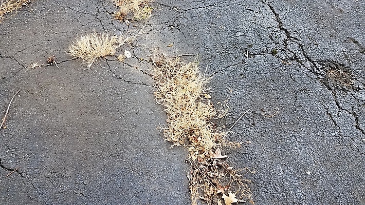 포토 JPG 해외이미지 사람없음 야외 갈색 죽음 잡초 보행로 땅바닥 해외포토 식물 길 컬러 바닥 파일형식 이미지허브