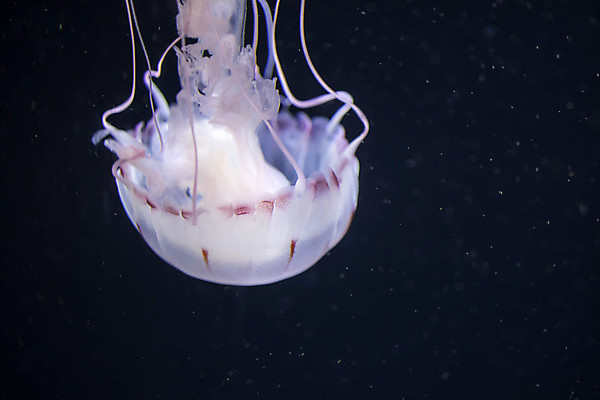 포토 JPG 해외이미지 한마리 사람없음 바닷속 수중동물 자포동물 해파리 해외포토 동물 1 수중 파일형식 이미지허브