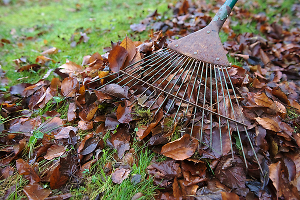 포토 JPG 해외이미지 식물 계절 길 로우앵글 낙엽 잎 겨울 바닥 이끼 잔디 사람없음 야외 갈색 머리 금속 젖음 촉촉함 추위 가을 공구 시골 떨어짐 파편 수집 보따리 부식 원예 유지 낭비 갈퀴 땅바닥 원예사 적갈색 해외포토 직업 뷰포인트 컬러 컨셉 재질 취미 신체부위 도구 파일형식 이미지허브