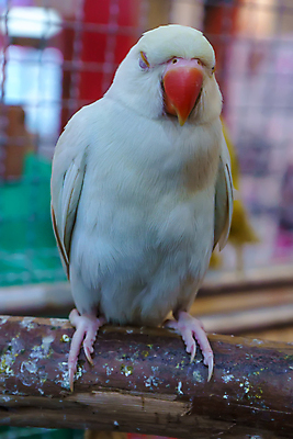 포토 JPG 해외이미지 동물 야생동물 백그라운드 날개 자연 조류 사람없음 목재 빨간색 초록색 파란색 노란색 흰색 잠 앵무새 새장 진홍색 이국적 해외포토 나무 컬러 재료 생태계 케이지 파일형식 이미지허브