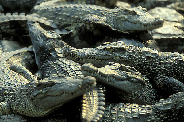 포토 JPG 해외이미지 동물 아시아 농업 사람없음 농장 동남아시아 악어 캄보디아 밭일 해외포토 나라 산업 파충류 파일형식 이미지허브