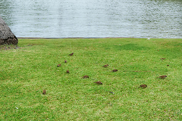 포토 JPG 해외이미지 나무 동물 공원 야생동물 백그라운드 날개 자연 조류 거리 병아리 사랑 서기 잔디 사람없음 초록색 컬러풀 뷰티 정원 자유 도시 닫기 깃털 부리 참새 해외포토 식물 공공시설 감정 컬러 컨셉 모션 생태계 파일형식 이미지허브