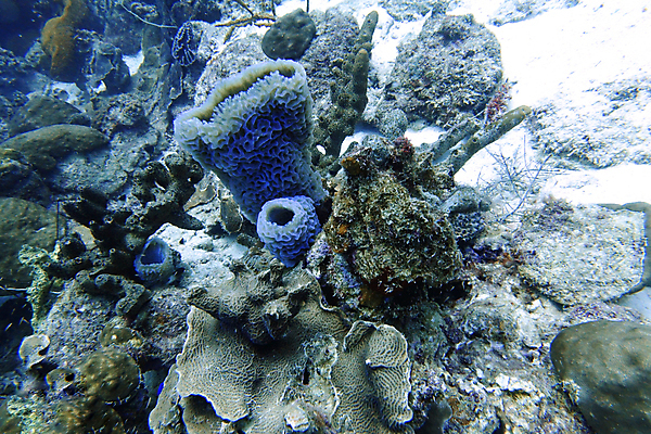 포토 JPG 해외이미지 동물 모래 바다 분홍색 여행 하늘색 패턴 자연 열쇠 휴가 사람없음 파란색 컬러풀 여행객 꽃병 보라색 바닷속 수중 껍질 스노클링 산호 호기심 다이빙 암초 리빙 대서양 스펀지 바하마 이국적 플로리다 해외포토 꽃 감정 컬러 컨셉 무늬 사람 수영 미국 수상스포츠 자포동물 생태계 수중스포츠 파일형식 이미지허브