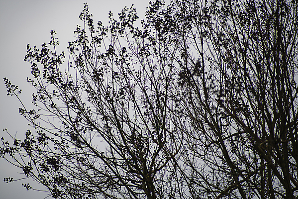 포토 JPG 해외이미지 나무 식물 디자인 백그라운드 겨울 패턴 자연 하늘 날씨 추상 건조 사람없음 야외 목재 파란색 환경 흰색 나뭇가지 숲 묘사 질감 내추럴 고립 벌거벗은 오싹 해외포토 계절 컬러 무늬 재료 생태계 파일형식 이미지허브