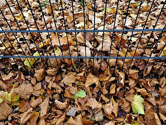 포토 JPG 해외이미지 나무 계절 백그라운드 단풍 잎 자연 바닥 사람없음 야외 초록색 울타리 컬러풀 갈색 노란색 금속 정원 젖음 가을 시골 닫기 작음 그림 질감 땅바닥 해외포토 식물 컬러 모션 재질 담장 크기 생태계 파일형식 이미지허브