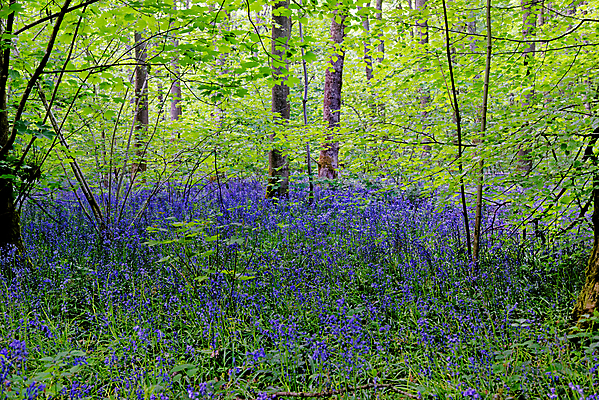포토 JPG 해외이미지 나무 식물 계절 꽃 길 야생동물 여행 백그라운드 잎 자연 영국 잉글랜드 풍경 사람없음 야외 목재 파란색 빛 환경 보라색 봄 성장 시골 황무지 숲 내추럴 블루벨 삼림지대 해외포토 동물 유럽 컬러 재료 생태계 파일형식 이미지허브