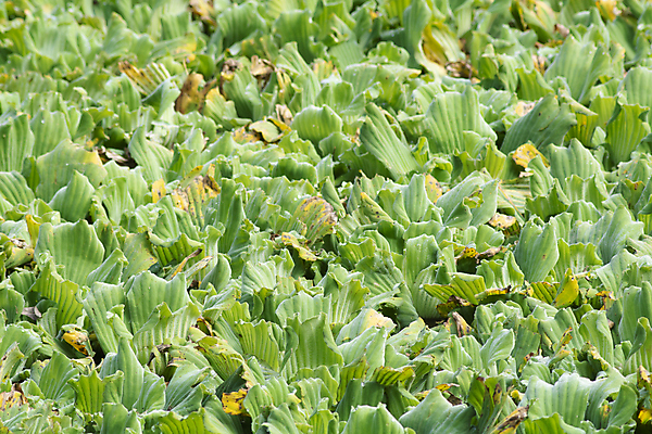 포토 JPG 해외이미지 식물 호수 백그라운드 잎 패턴 자연 사람없음 야외 초록색 물 노란색 환경 봄 젖음 성장 그룹 남아메리카 습지 숲 열대우림 라틴아메리카 브라질 내추럴 생태학 해외포토 자연요소 계절 교육 컬러 무늬 아메리카 생태계 파일형식 이미지허브
