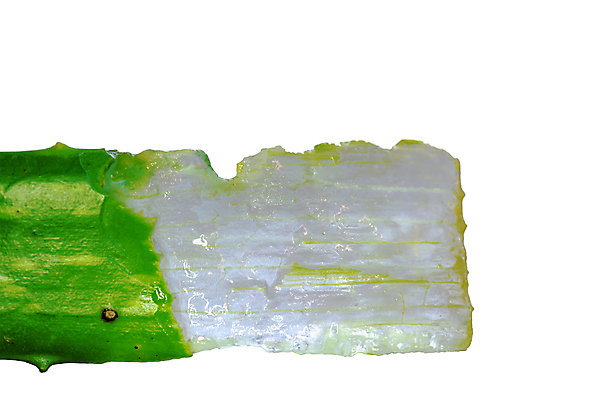 포토 JPG 해외이미지 식물 백그라운드 잎 농업 자연 선인장 건강 사람없음 초록색 물 약 흰색 신선 약초 상품 허브 피부 피부관리 돌봄 알로에 해외포토 자연요소 산업 컬러 의학 모션 신체부위 뷰티 풀_식물 생태계 파일형식 이미지허브