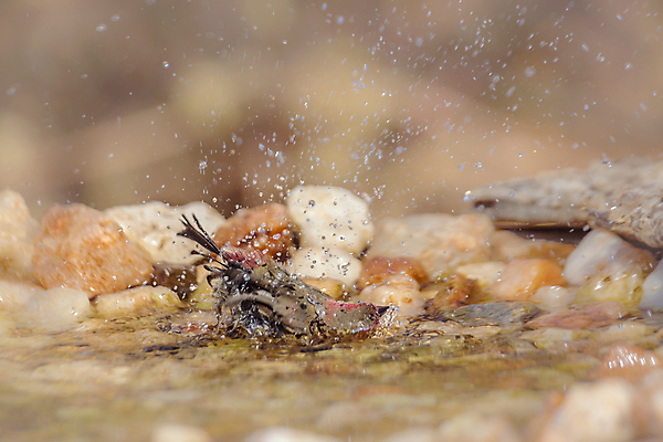 포토 JPG 해외이미지 동물 야생동물 포즈 모션 아프리카 자연 조류 수영장 국립공원 사람없음 가로 빨간색 물 관광지 물방울 떨어짐 보호 사파리 흔들림 몸단장 남아프리카 보츠와나 보호구역 스플래쉬 해외포토 자연요소 공원 나라 컬러 여행 컨셉 생태계 구역 파일형식 이미지허브