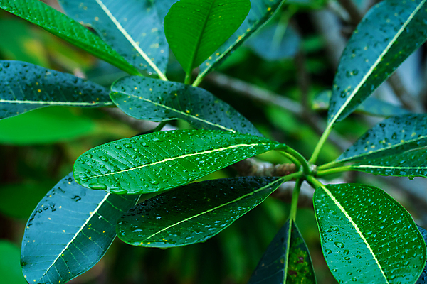 포토 JPG 해외이미지 나무 식물 디자인 꽃잎 아시아 백그라운드 잎 패턴 자연 사람없음 야외 장식 초록색 여름 뷰티 환경 정원 봄 성장 나뭇가지 신선 떨어짐 숲 이슬 빗방울 순수 묘사 유기농 질감 정맥 내추럴 떠남 생태학 엘리먼트 이국적 해외포토 웰빙 계절 교육 꽃 나라 컬러 컨셉 무늬 모션 비_날씨 생태계 혈관 파일형식 이미지허브