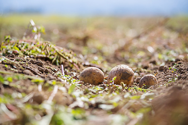 포토 JPG 해외이미지 주간 감자 사람없음 야외 아웃포커스 농작물 세개 소프트포커스 해외포토 자연요소 농업 채소 촬영기법 3 파일형식 이미지허브