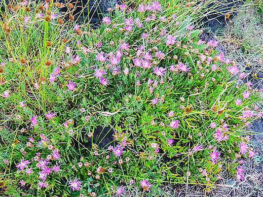 포토 JPG 해외이미지 식물 계절 꽃잎 꽃 섬 여행 백그라운드 잎 꽃무늬 자연 결혼식 부활절 사람없음 야외 초록색 여름 컬러풀 뷰티 노란색 정원 봄 벚꽃 흰색 개화 닫기 소프트포커스 5월 벌 허브 조경 부드러움 태평양 내추럴 해외포토 기념일 바다 컬러 곤충 결혼 무늬 모션 촬영기법 감각 날짜 생태계 파일형식 이미지허브