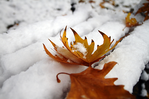 포토 JPG 해외이미지 나무 식물 계절 백그라운드 컨셉 단풍 잎 겨울 오렌지 자연 그림자 사람없음 야외 가로 빨간색 빛 노란색 우주 일본 침묵 활발 추위 흰색 죽음 신선 변화 닫기 떨어짐 시원함 크리스탈 오브젝트 정맥 내추럴 강렬 해외포토 아시아 컬러 과일 모션 소리 광석 생태계 혈관 파일형식 이미지허브