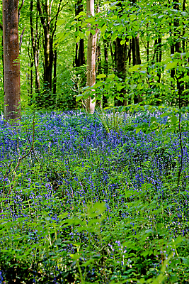포토 JPG 해외이미지 나무 식물 계절 꽃 길 야생동물 여행 백그라운드 잎 자연 영국 잉글랜드 풍경 사람없음 야외 목재 파란색 빛 환경 보라색 봄 성장 시골 황무지 숲 내추럴 블루벨 삼림지대 해외포토 동물 유럽 컬러 재료 생태계 파일형식 이미지허브
