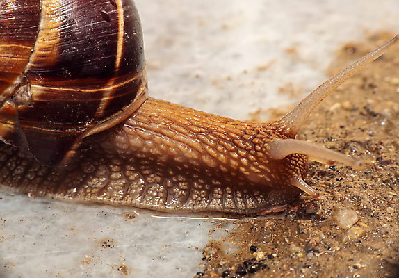 포토 JPG 해외이미지 한마리 실내 근접촬영 사람없음 흙 대리석 기어가기 해외포토 1 뷰포인트 재료 모션 내부 파일형식 이미지허브