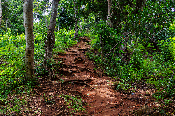 포토 JPG 해외이미지 나무 모래 바다 여행 아프리카 자연 하늘 휴가 산 국립공원 사람없음 목재 물 파란색 울타리 흰색 숲 크루즈 열대우림 인도양 마다가스카르 보호구역 해외포토 자연요소 식물 공원 나라 컬러 배_교통 재료 담장 생태계 구역 파일형식 이미지허브