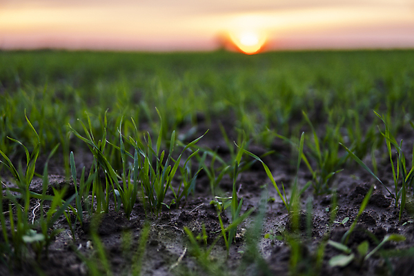 포토 JPG 해외이미지 식물 계절 음식 잎 밭 농업 자연 건강 옥수수 씨앗 풍경 사람없음 초록색 농작물 농장 농경지 새싹 흙 봄 성장 시골 상품 이슬 낟알 땅 시리얼 밀 허브 유기농 원예 먼지 내추럴 땅바닥 모종 밭일 생태학 줄서기 호밀 세련 귀리 해외포토 웰빙 교육 산업 컬러 모션 곡류 바닥 취미 생태계 파일형식 이미지허브