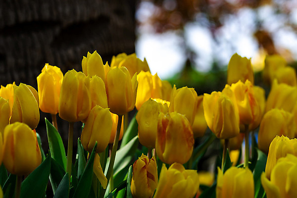 포토 JPG 해외이미지 식물 계절 꽃잎 꽃 꽃다발 백그라운드 잎 꽃무늬 밭 자연 추상 부활절 선물 미술 사람없음 장식 빨간색 초록색 컬러풀 뷰티 노란색 정원 맑음 봄 튤립 벚꽃 흰색 축하 신선 개화 소프트포커스 부드러움 내추럴 블러 해외포토 기념일 컬러 컨셉 무늬 농업 날씨 문화예술 촬영기법 감각 생태계 파일형식 이미지허브