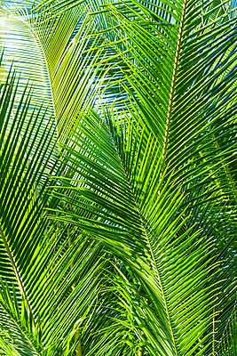 포토 JPG 해외이미지 나무 식물 공원 여행 백그라운드 잎 패턴 자연 하늘 추상 휴가 손바닥 사람없음 야외 초록색 여름 빛 햇빛 태양 환경 정원 맑음 봄 성장 광선 나뭇가지 신선 숲 묘사 질감 코코넛 내추럴 떠남 이국적 파라다이스 해외포토 자연요소 손 계절 공공시설 컬러 무늬 과일 모션 날씨 생태계 파일형식 이미지허브