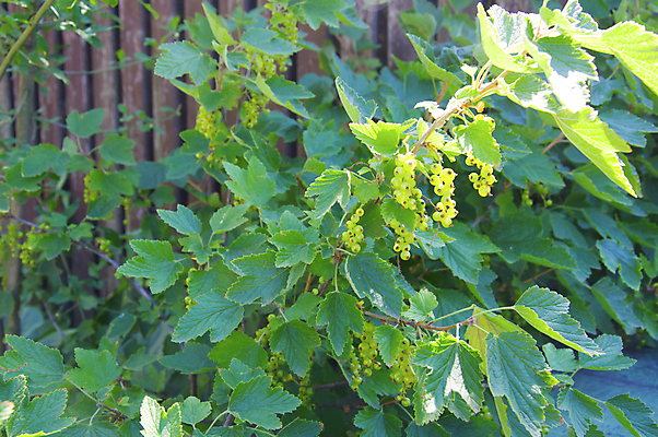 포토 JPG 해외이미지 식물 계절 열매 음식 백그라운드 잎 다이어트 과일 재료 자연 건강 사람없음 빨간색 초록색 정원 검은색 수확 나뭇가지 신선 그룹 달콤 숲 다발 유기농 날것 블랙베리 내추럴 건포도 숙성 식용 해외포토 나무 웰빙 컬러 농업 포도 맛 생태계 건과일 파일형식 이미지허브