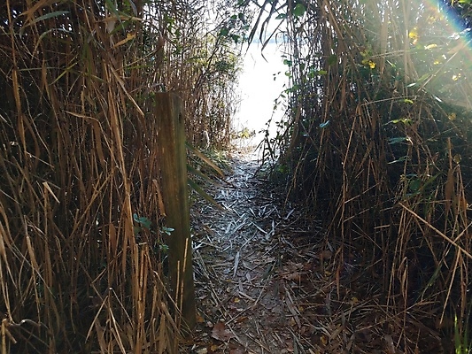 포토 JPG 해외이미지 식물 길 모래 잎 자국 자연 사람없음 야외 물 모래사장 큼 해외포토 자연요소 바다 크기 생태계 파일형식 이미지허브