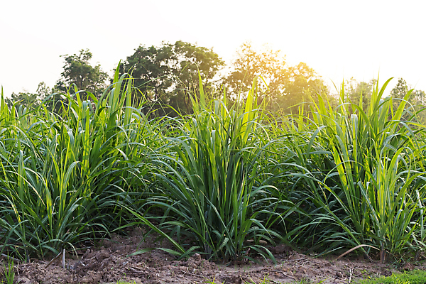 포토 JPG 해외이미지 식물 계절 아시아 음식 백그라운드 잎 밭 농업 자연 하늘 풍경 사람없음 야외 초록색 태양 농장 환경 봄 수확 성장 신선 땅 내추럴 해외포토 자연요소 나라 산업 컬러 생태계 파일형식 이미지허브