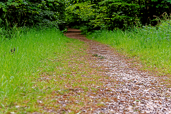 포토 JPG 해외이미지 나무 식물 계절 꽃 길 야생동물 여행 백그라운드 잎 자연 영국 잉글랜드 풍경 사람없음 야외 목재 파란색 빛 환경 보라색 봄 성장 시골 황무지 숲 내추럴 블루벨 삼림지대 해외포토 동물 유럽 컬러 재료 생태계 파일형식 이미지허브