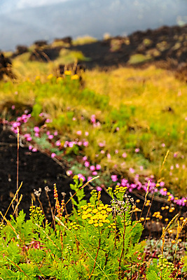 포토 JPG 해외이미지 구름 공원 꽃 유럽 백그라운드 자연 하늘 산 파노라마 풍경 사람없음 검은색 이탈리아 하이킹 흐름 바위 정상 폭발 지중해 언덕 화산 장면 분화구 용암 내추럴 재 전국 절정 지질학 해외포토 자연요소 식물 공공시설 교육 나라 바다 컬러 컨셉 레저 촬영기법 돌_바위 생태계 파일형식 이미지허브