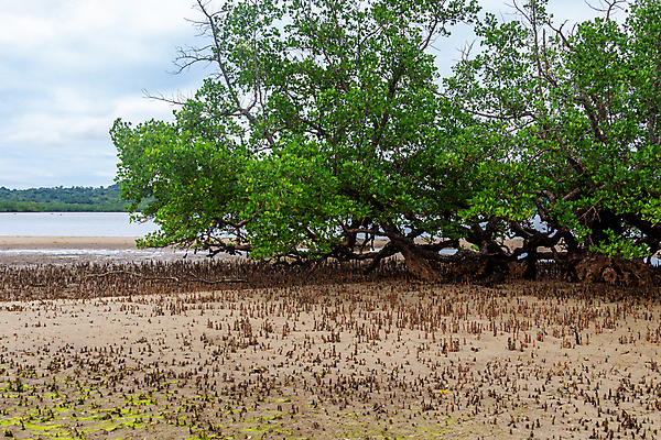 포토 JPG 해외이미지 나무 식물 모래 바다 여행 아프리카 자연 하늘 휴가 산 국립공원 사람없음 목재 물 파란색 울타리 흰색 숲 크루즈 열대우림 인도양 마다가스카르 보호구역 해외포토 자연요소 공원 나라 컬러 배_교통 재료 담장 생태계 구역 파일형식 이미지허브